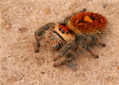 Phidippus regius
