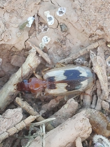Cymindis discophora