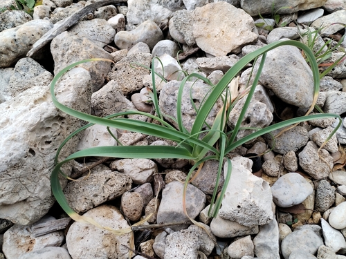 Image of Allium commutatum by (c) Dino Babić, some rights reserved (CC BY)