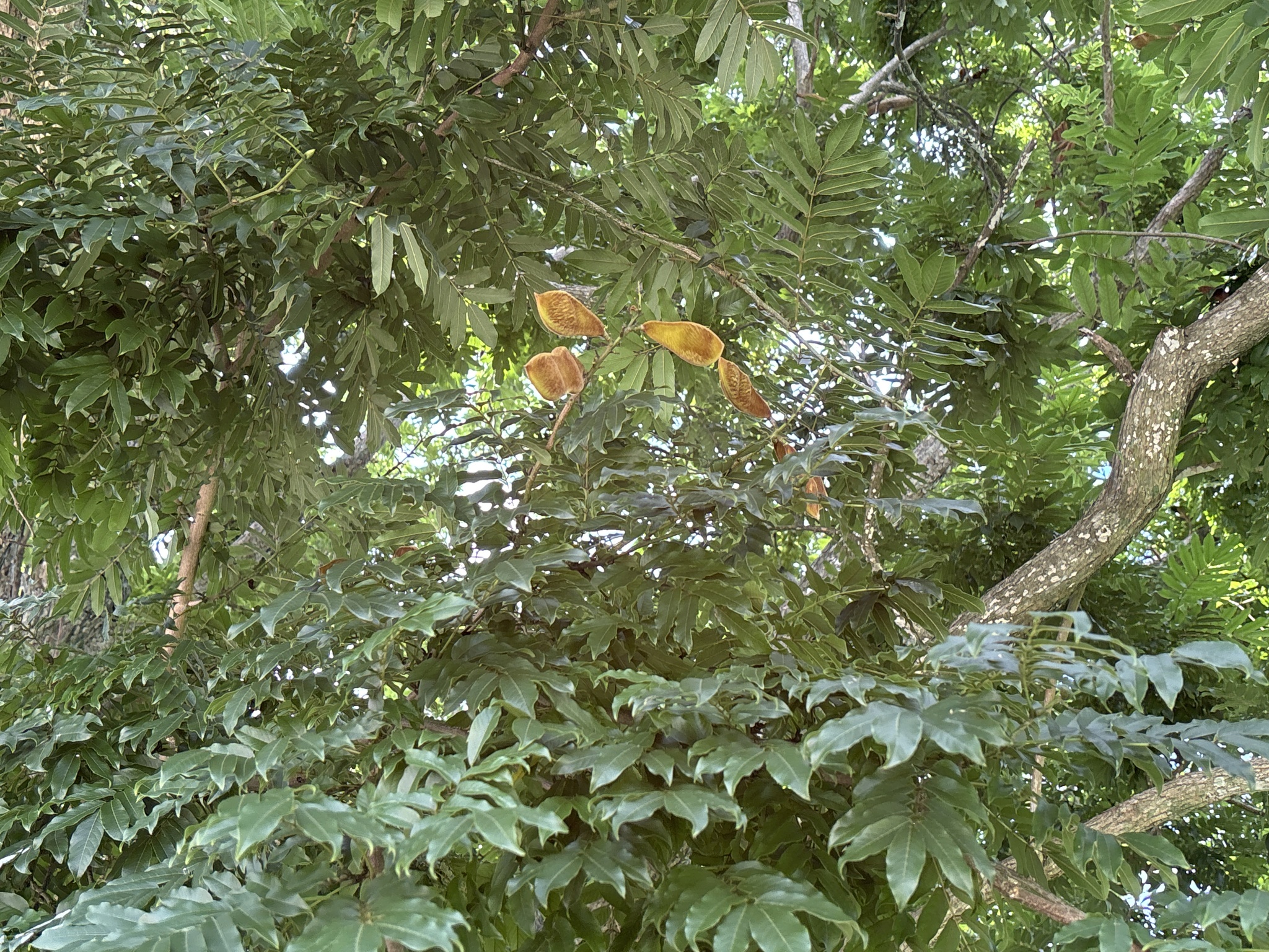 Imagem de Mulungu-do-litoral