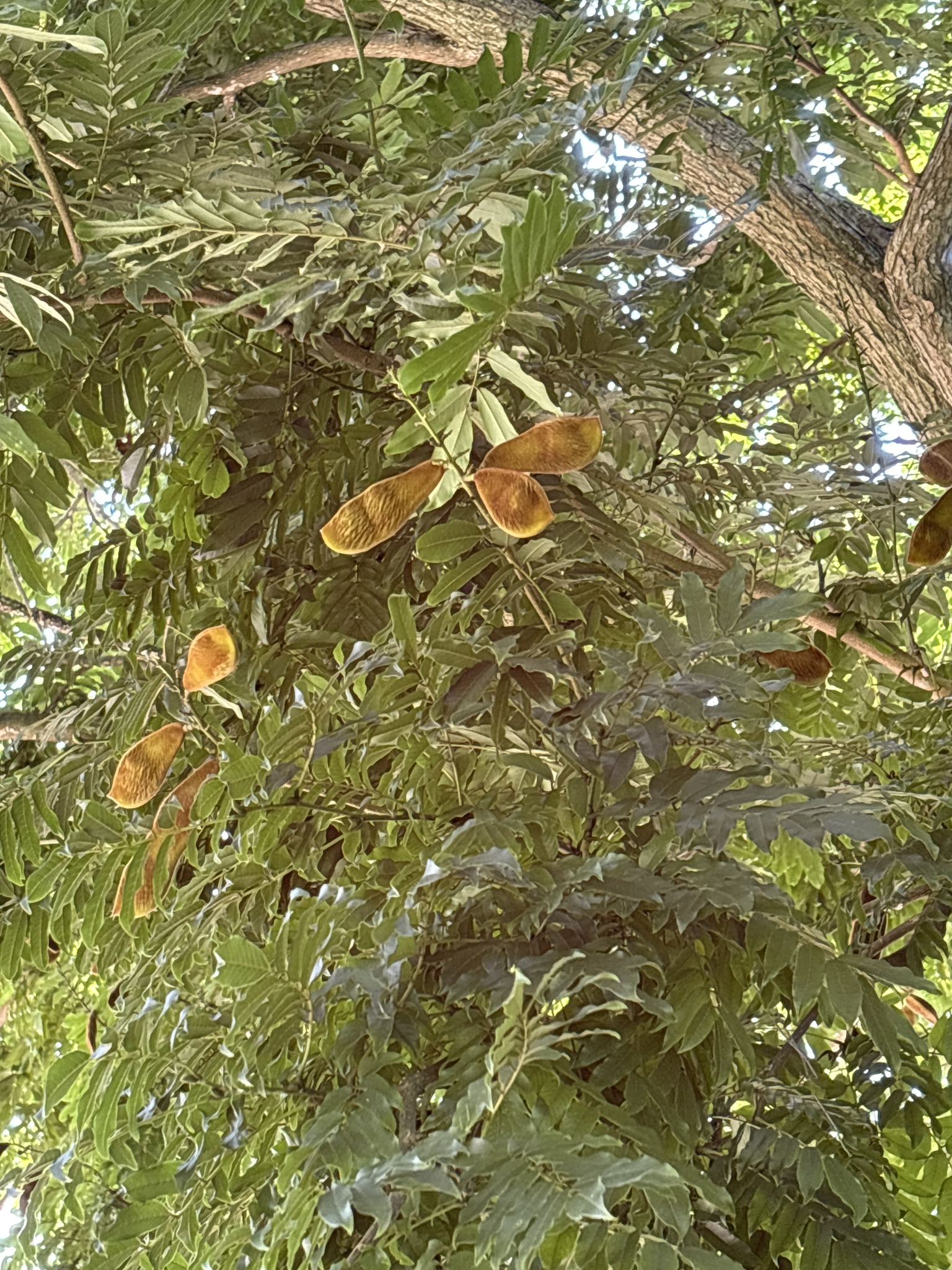 Imagem de Mulungu-do-litoral
