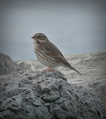 Passerculus sandwichensis princeps