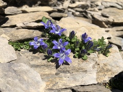 Campanula cenisia