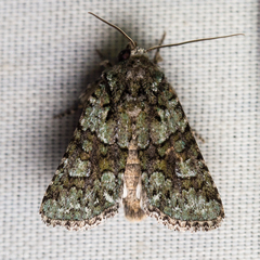 Lacinipolia strigicollis