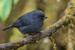 White-Sided Flowerpiercer photo 5