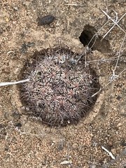 Mammillaria hutchisoniana louisae