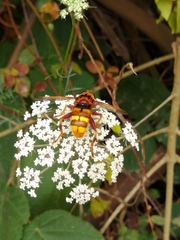 Milesia crabroniformis