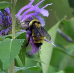 Bombus fervidus