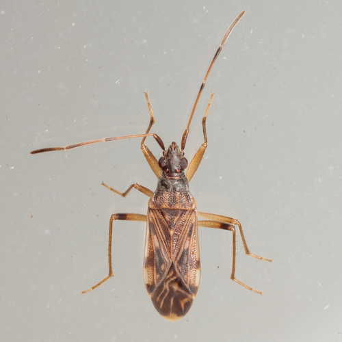 Ozophora salsaverdeae