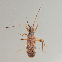 Ozophora salsaverdeae
