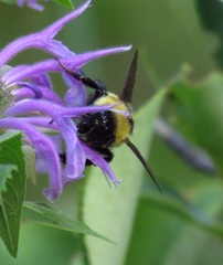 Bombus fervidus