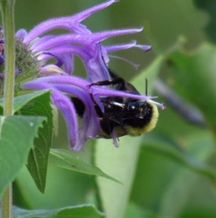 Bombus fervidus