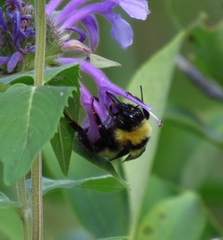 Bombus fervidus