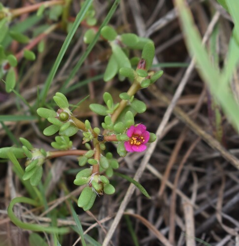 Portulaca obtusa, photograph 3
