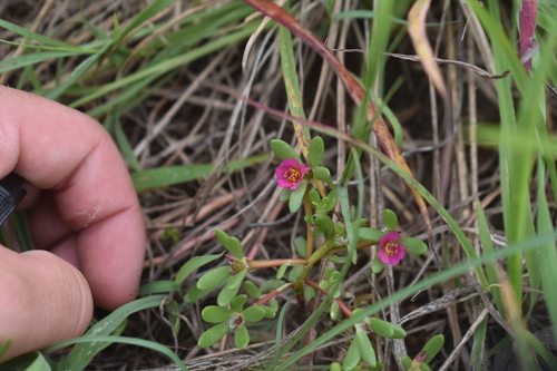 Portulaca obtusa, photograph 4