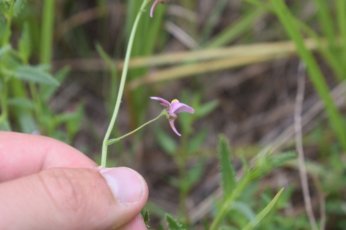Image of Nemesia fruticans by (c) Justin Ponder, some rights reserved (CC BY)