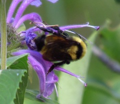 Bombus fervidus