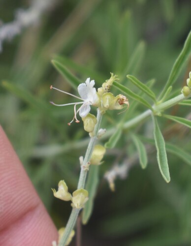 Ocimum angustifolium (Ocimum angustifolium)