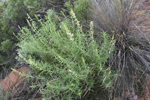 Image of Ocimum angustifolium by (c) Justin Ponder, some rights reserved (CC BY)