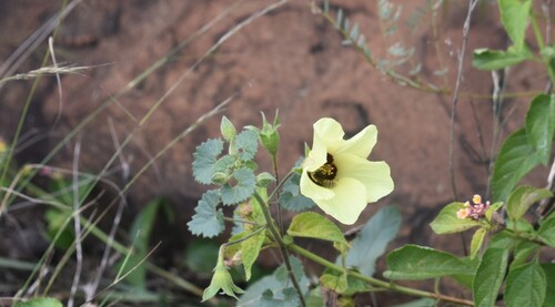 Image of Hibiscus engleri by (c) Justin Ponder, some rights reserved (CC BY)