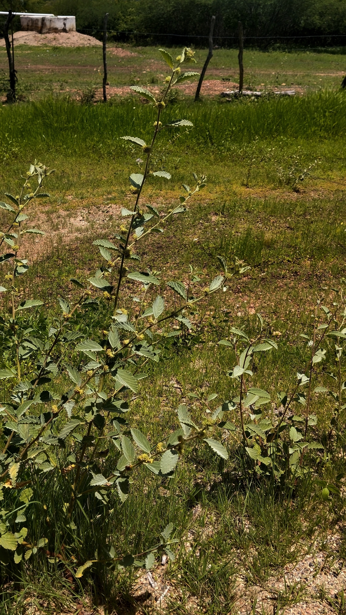 Waltheria rotundifolia