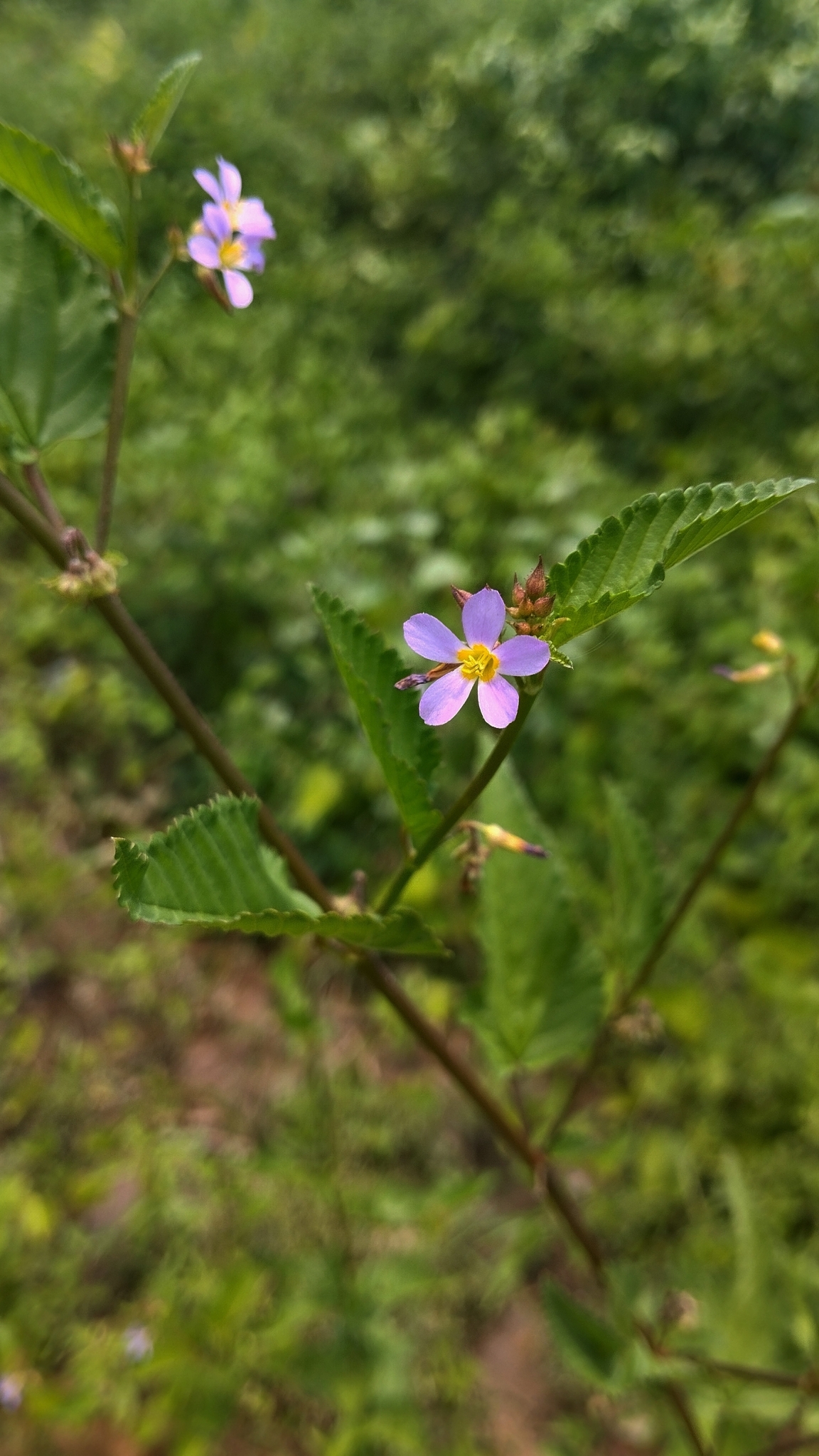 Melochia pyramidata