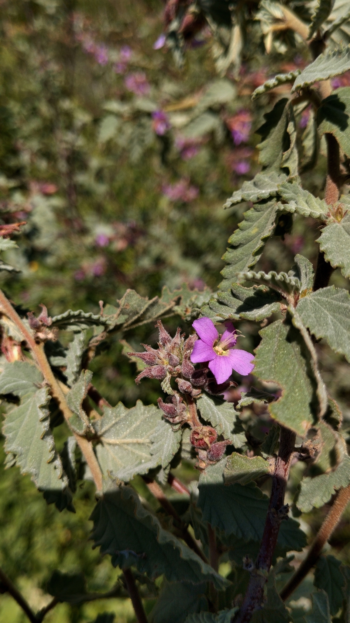 Melochia tomentosa