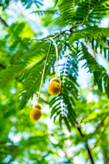 Parkia speciosa