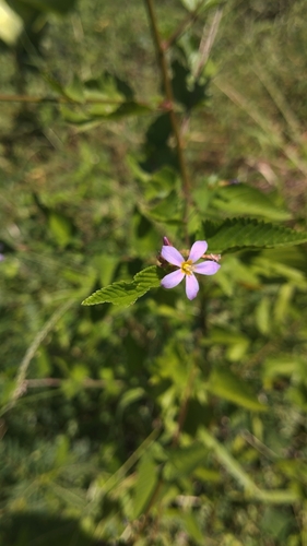 Pyramid Flower