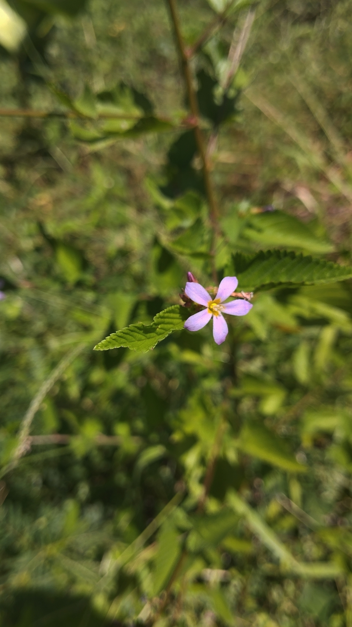 Melochia pyramidata