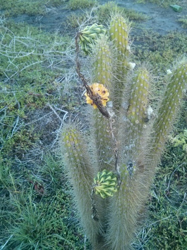 Hispaniolan Applecactus (Harrisia divaricata)
