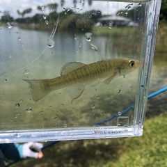 Fundulus seminolis