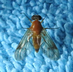 Chrysopilus laetus