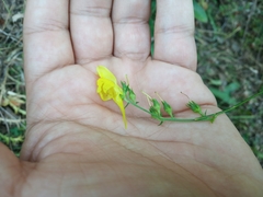Linaria genistifolia