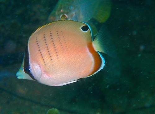 West Australian butterflyfish (Chaetodon assarius) — Chaetodontidae
