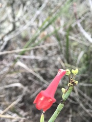 Gambelia juncea