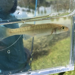 Fundulus seminolis