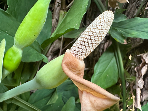 Syngonium angustatum