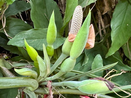 Syngonium angustatum