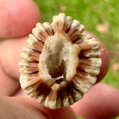 Syngonium angustatum