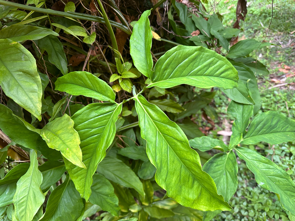 Syngonium