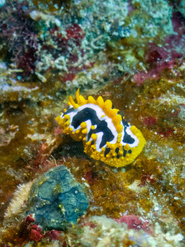 Wave Wart Slug