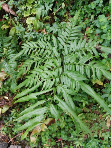 Pteris semiadnata observed 2025-02-09