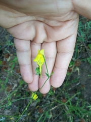 Linaria genistifolia