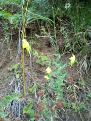 Linaria genistifolia