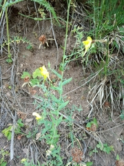 Linaria genistifolia