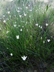 Wahlenbergia cernua