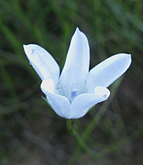 Wahlenbergia cernua