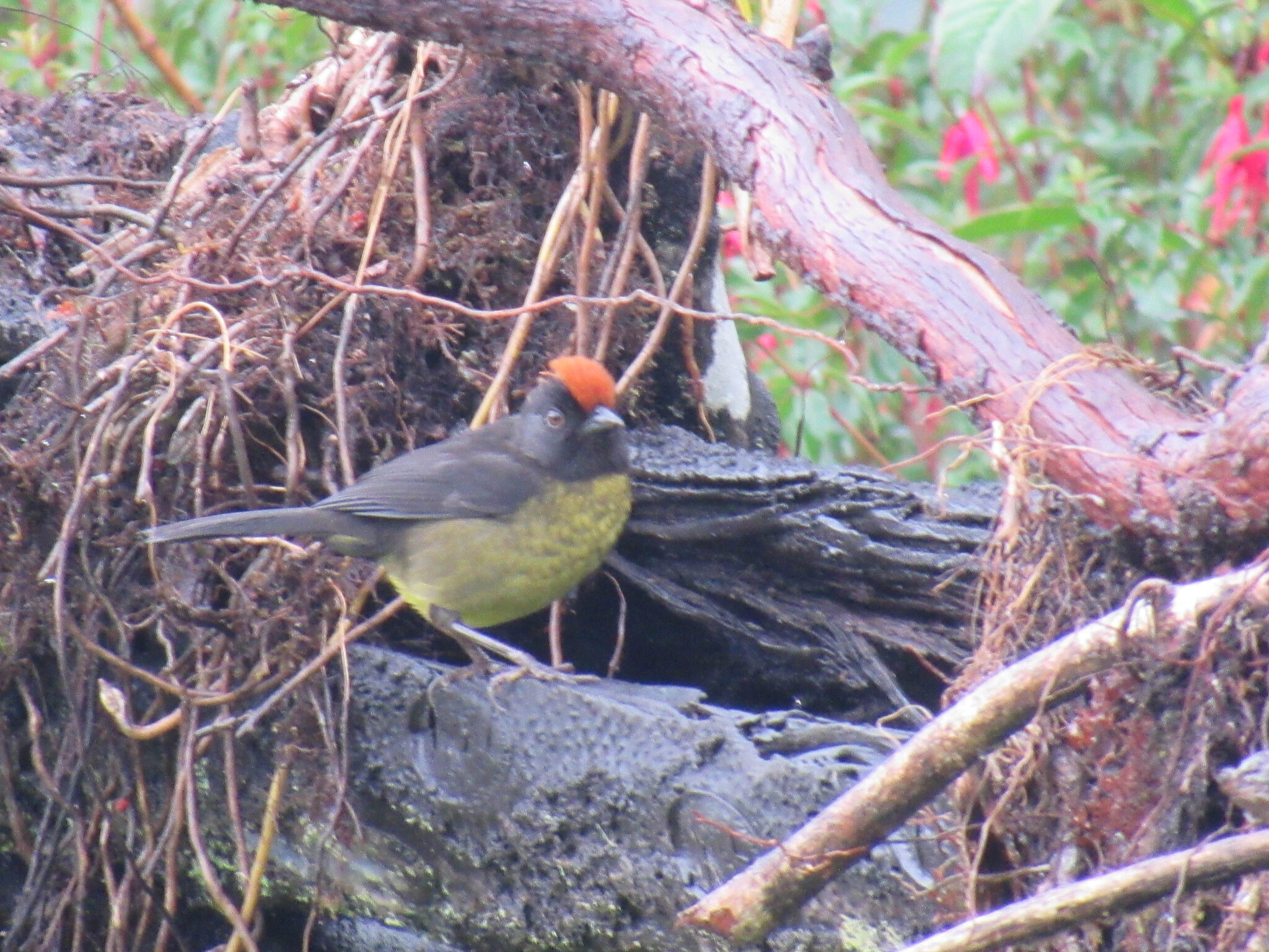 Grey-eared Brushfinch (Atlapetes melanolaemus), photo 3