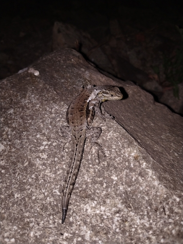 Curicen Tree Iguana, Liolaemus curicensis